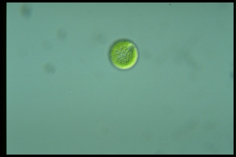 protist image