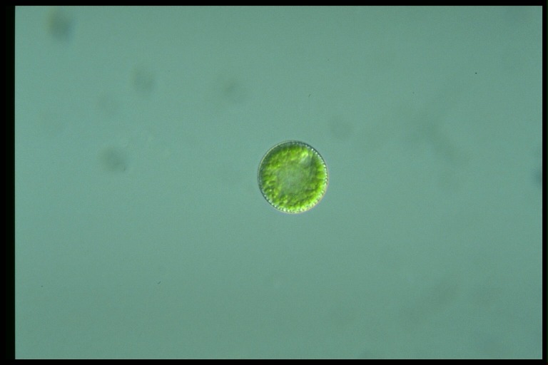 protist image