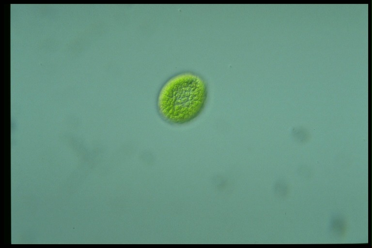 protist image