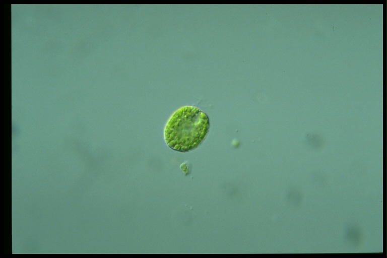 protist image