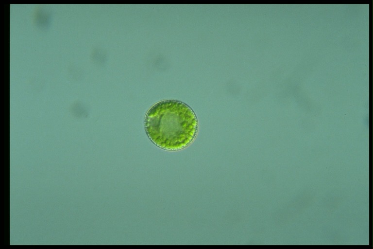 protist image