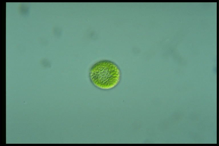 protist image