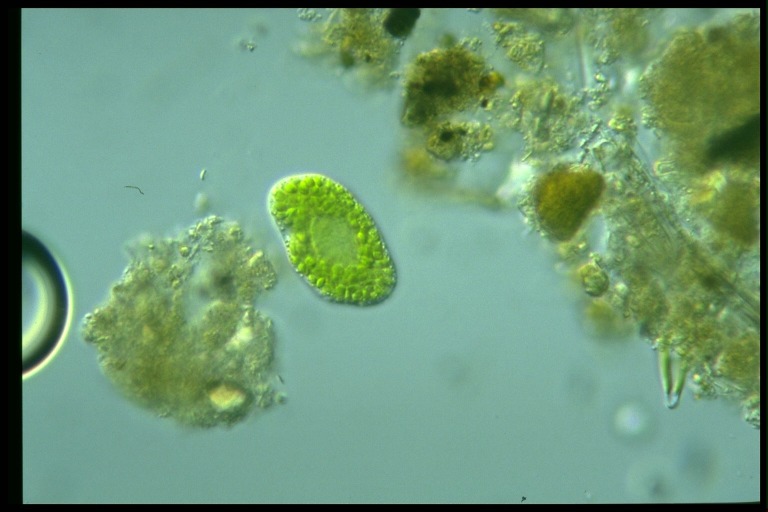 protist image