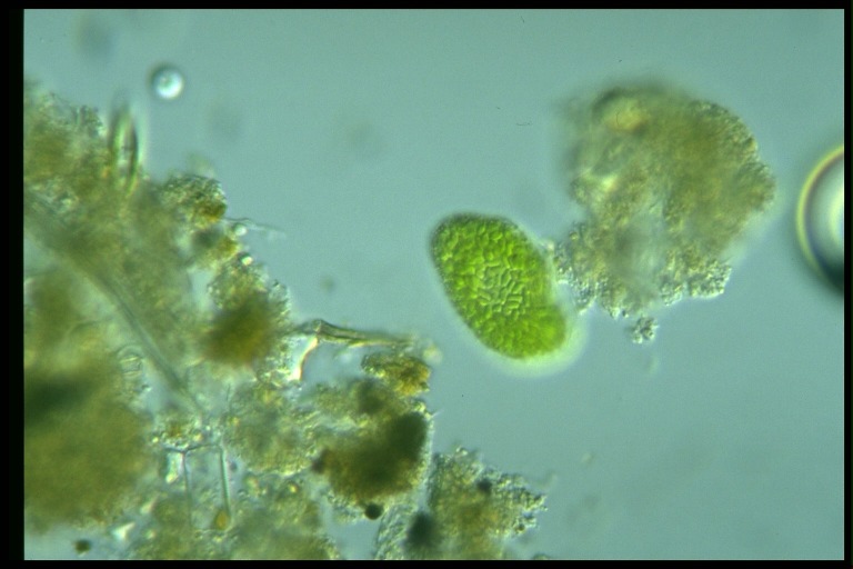 protist image