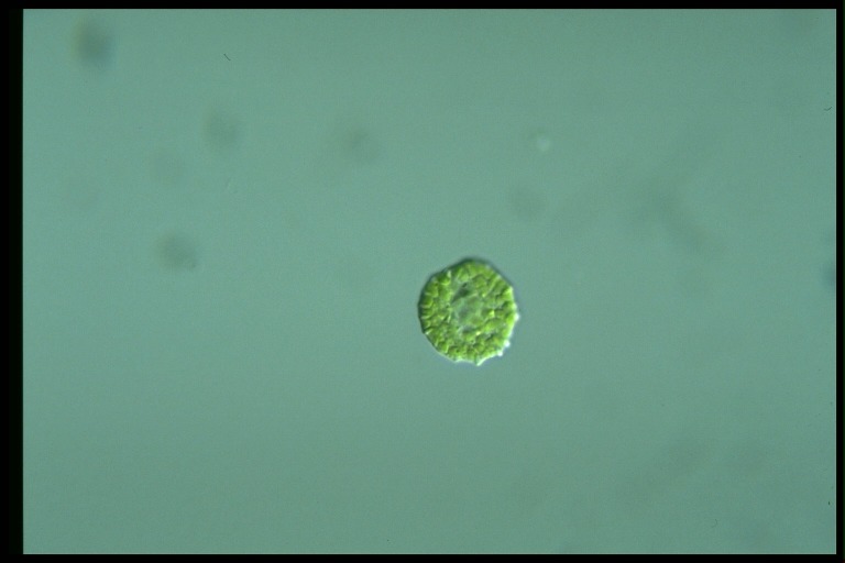 protist image