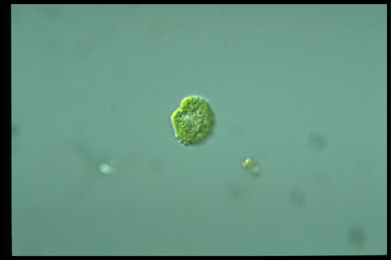 protist image