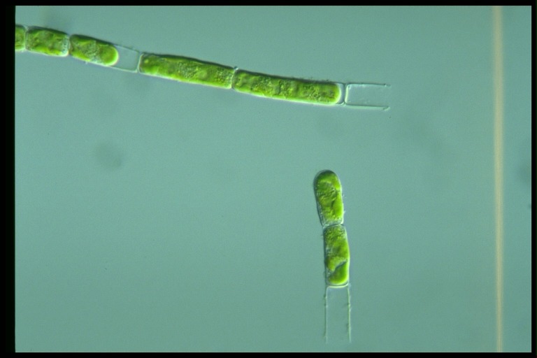 protist image