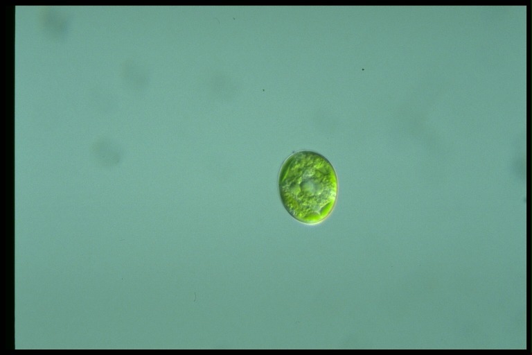 protist image