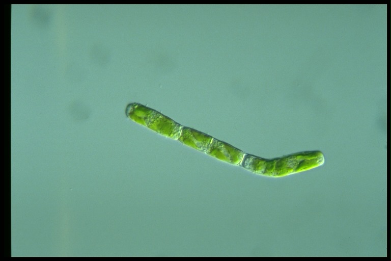 protist image