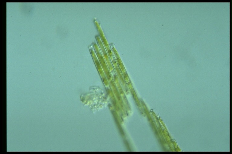 protist image