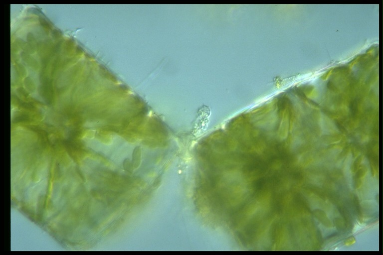 protist image