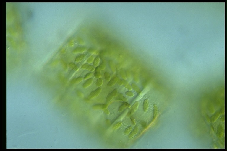 protist image