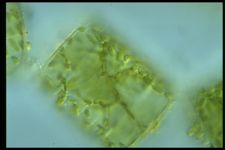 protist image