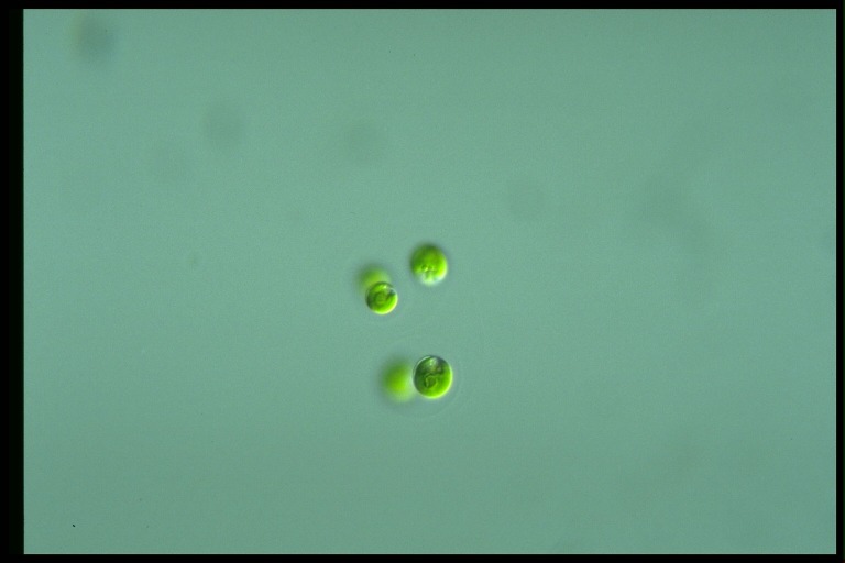 protist image