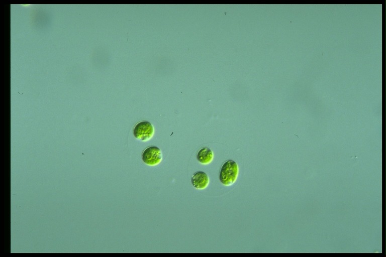 protist image