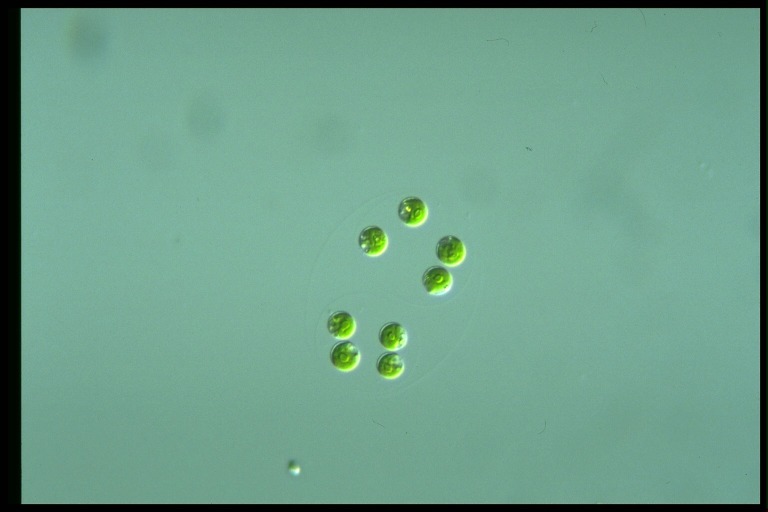 protist image