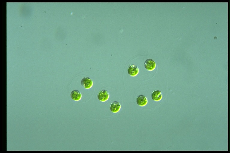 protist image