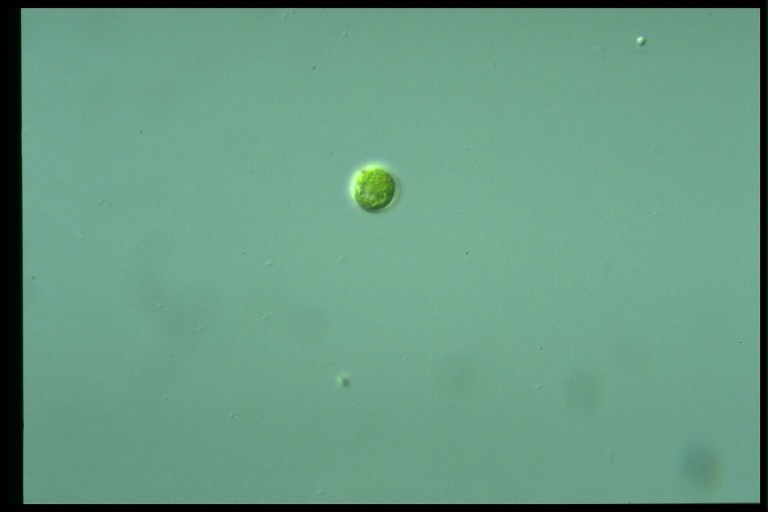 protist image