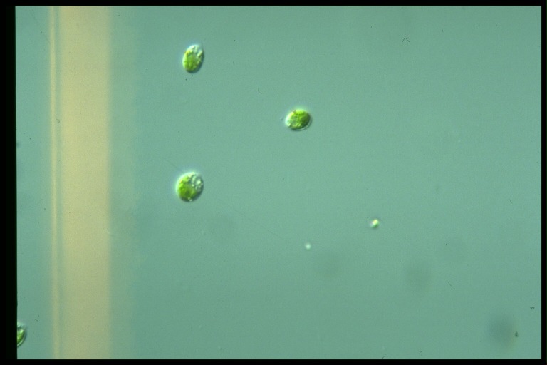 protist image