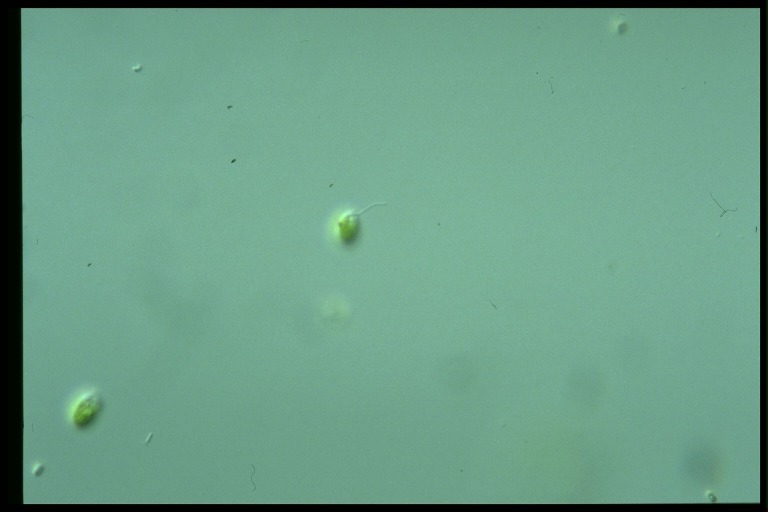 protist image