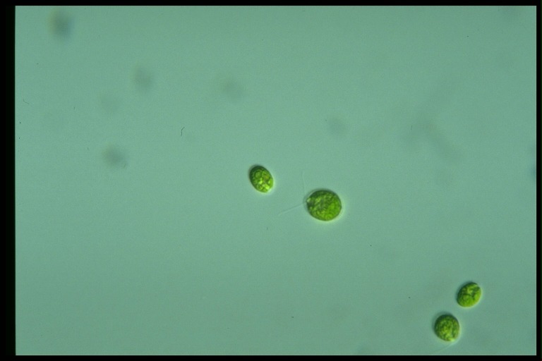 protist image