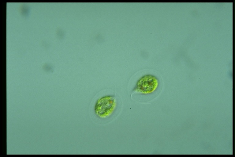 protist image