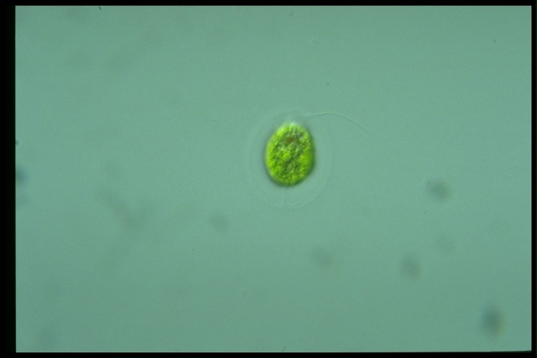 protist image