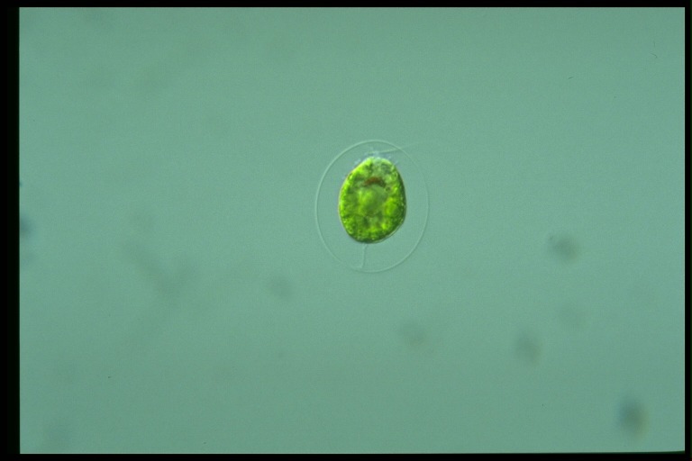 protist image