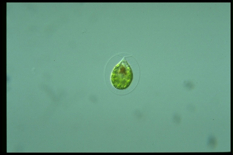 protist image