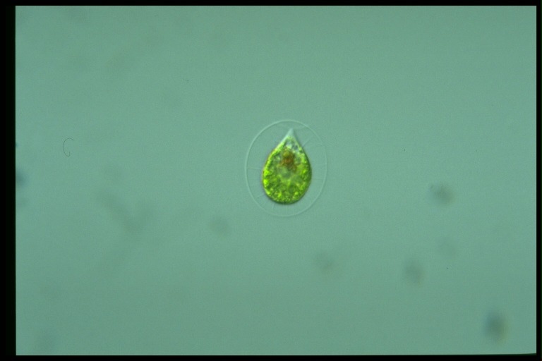 protist image