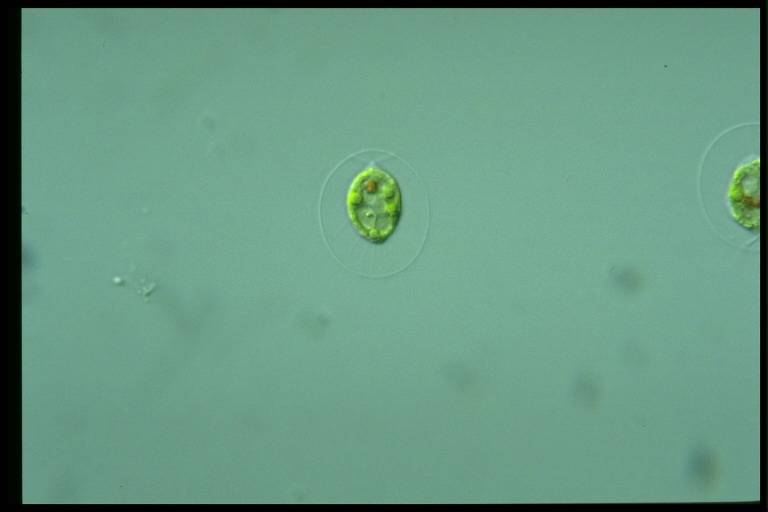 protist image