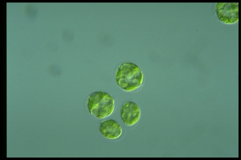 protist image