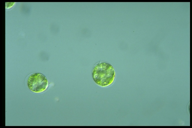 protist image