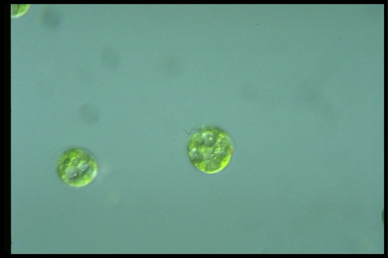 protist image