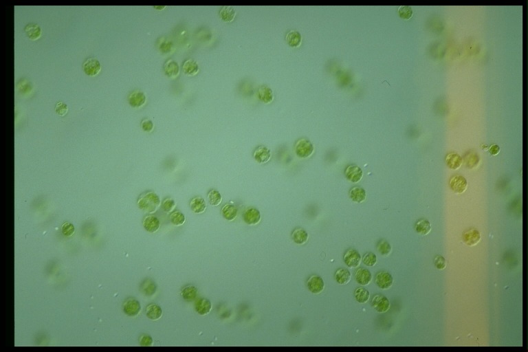 protist image