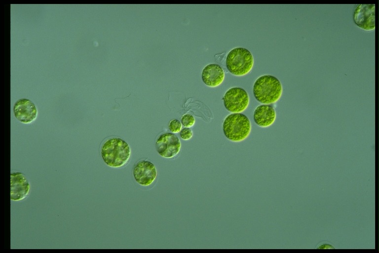 protist image