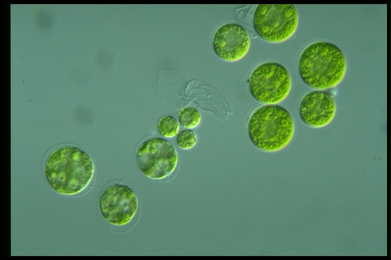 protist image