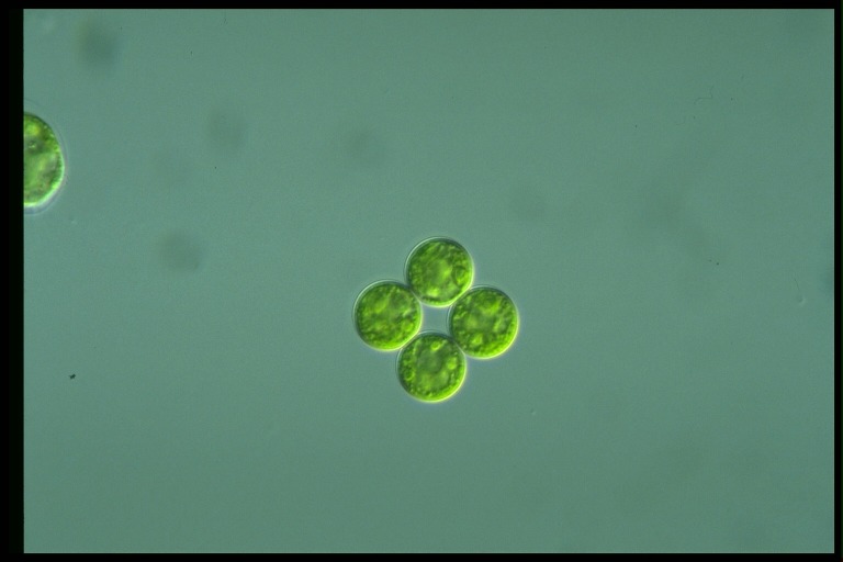 protist image