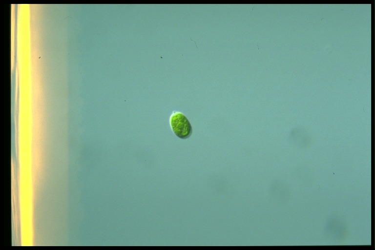 protist image