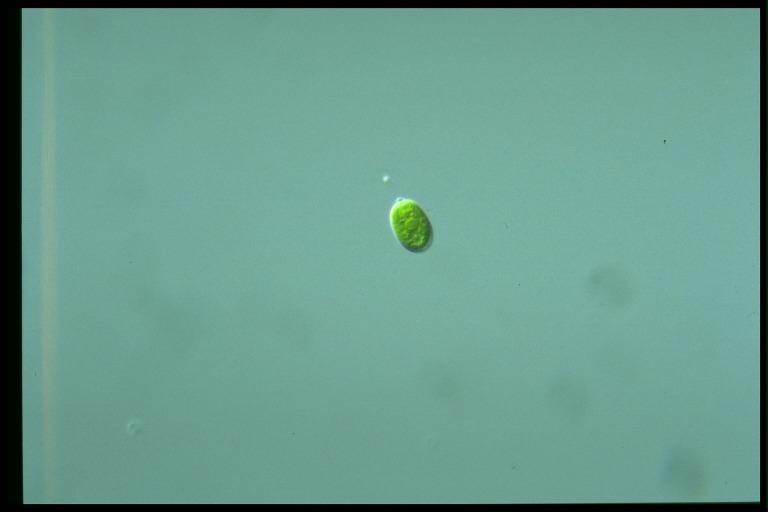 protist image