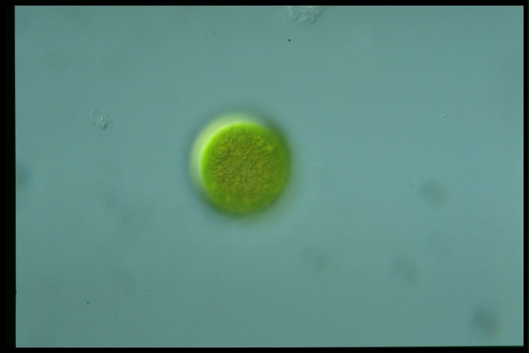 protist image