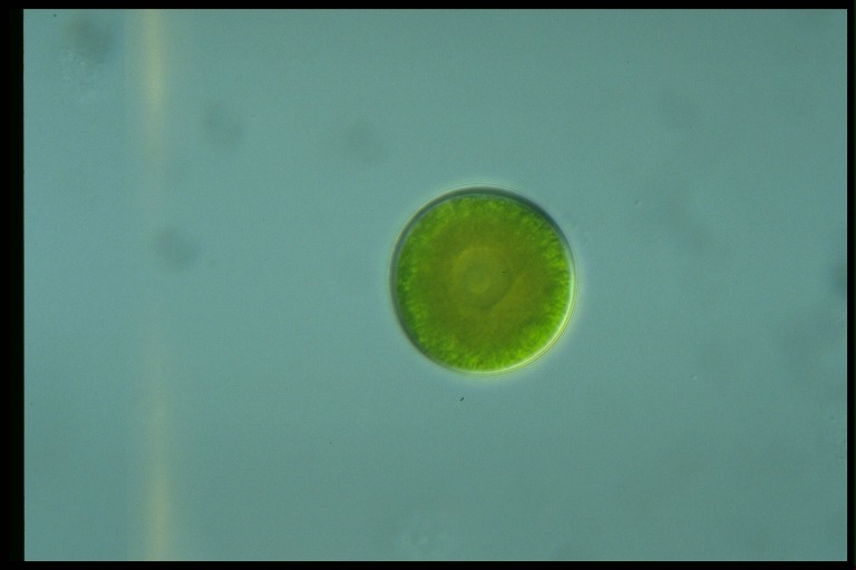 protist image