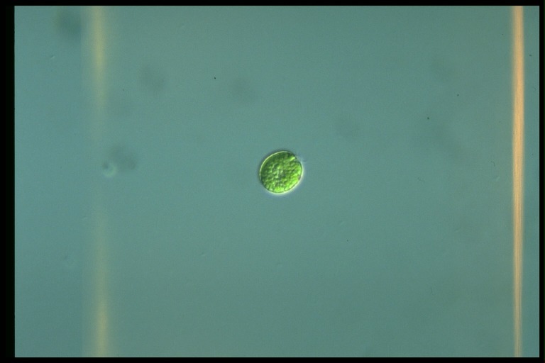 protist image