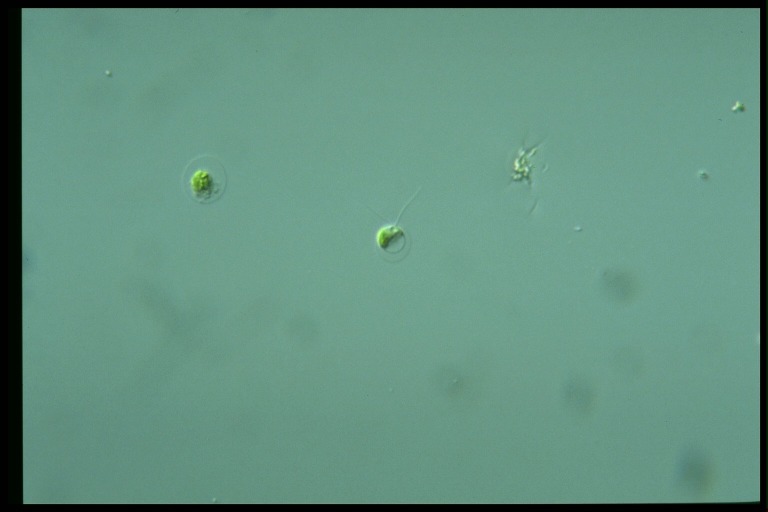 protist image