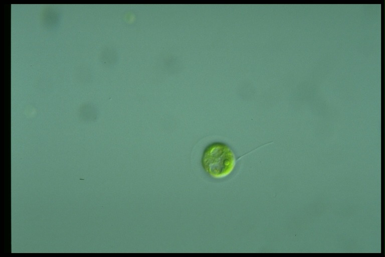 protist image