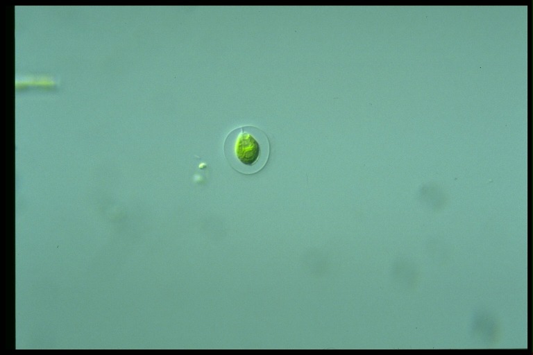 protist image