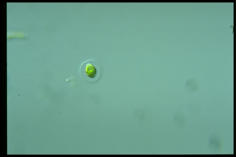 protist image