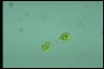 Haematococcus