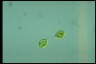 Haematococcus