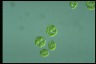 Haematococcus